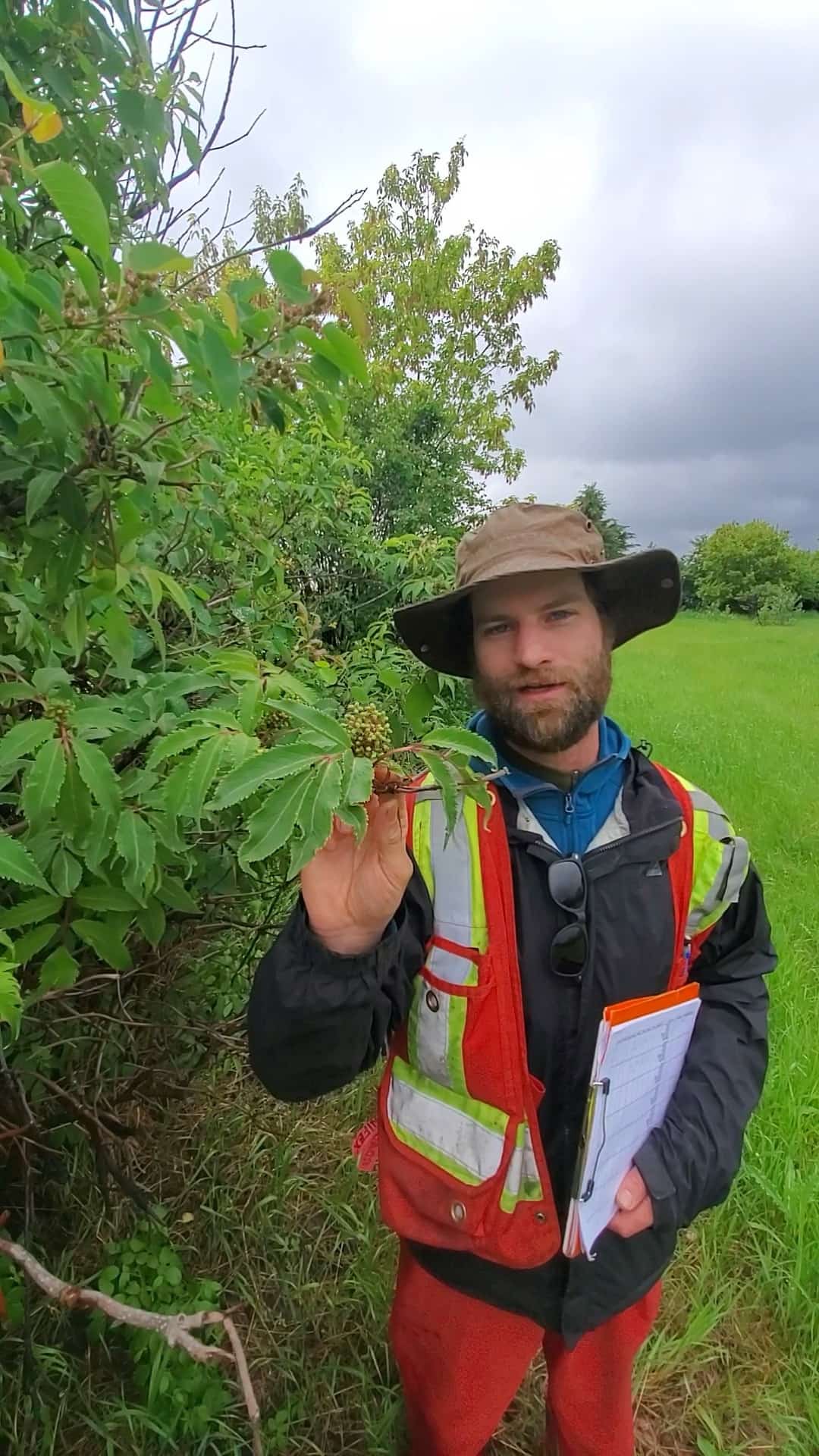 Arborist with high-vis vest and clipboard inspecting foliage during a field assessment