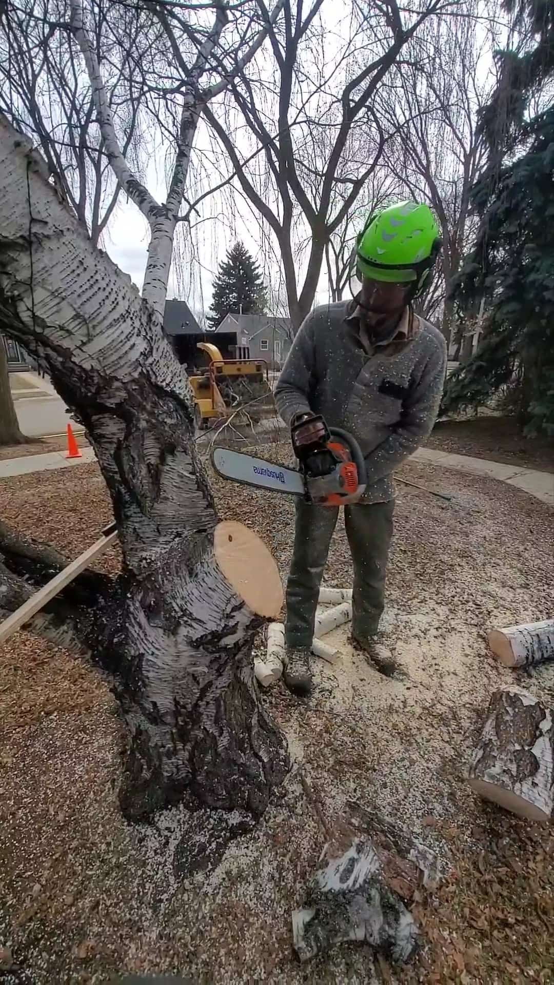 Arborist with chainsaw making a cut on a large birch trunk during a removal