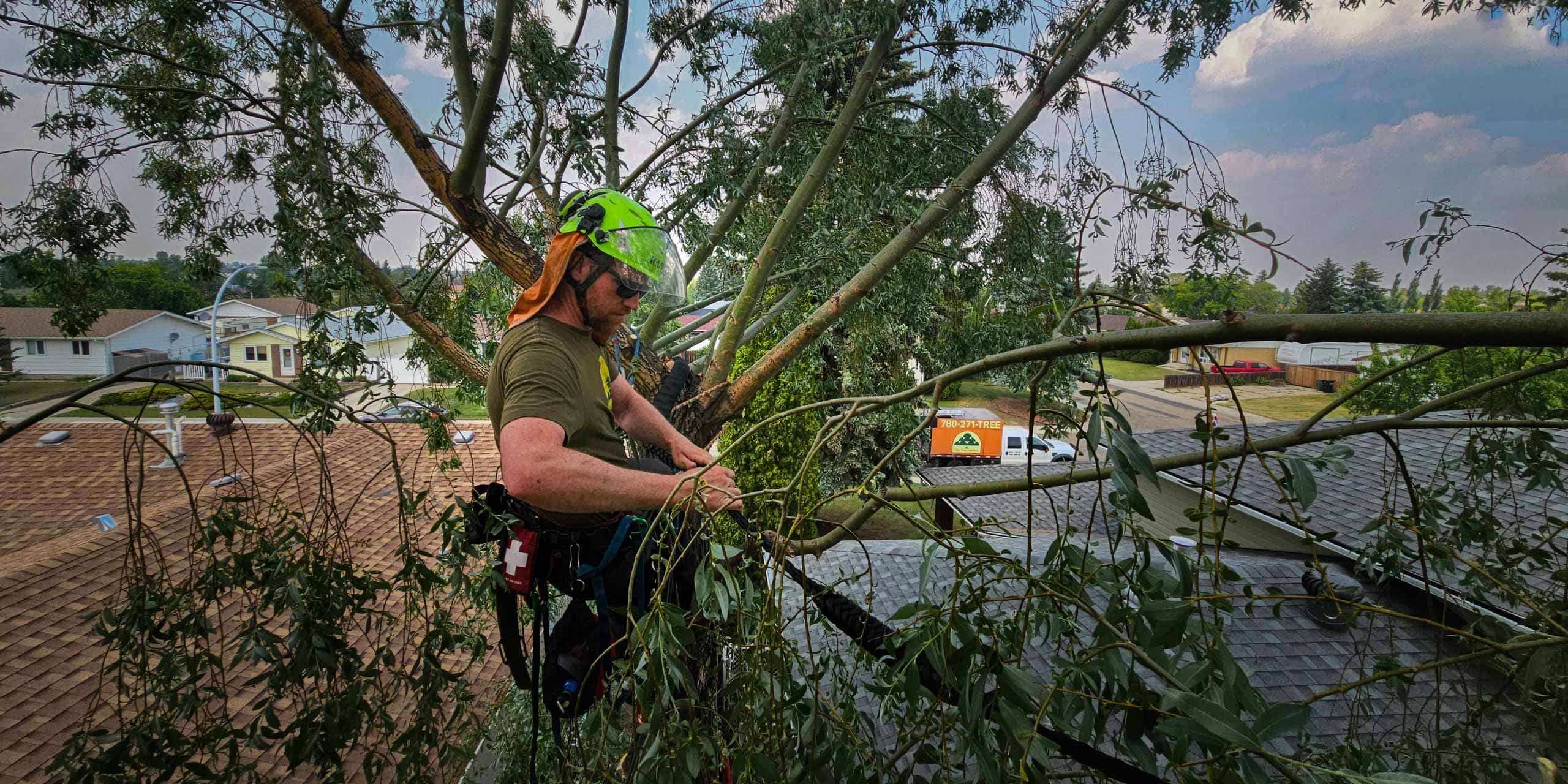 ISA-certified climber pruning a mature elm in Edmonton