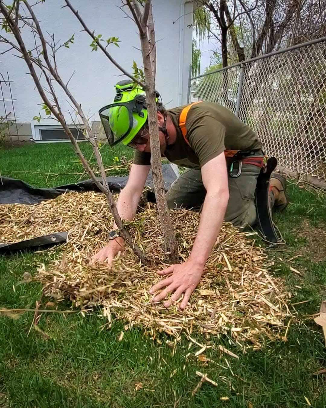 Arborist mulching the base of a freshly planted young tree in an Edmonton backyard
